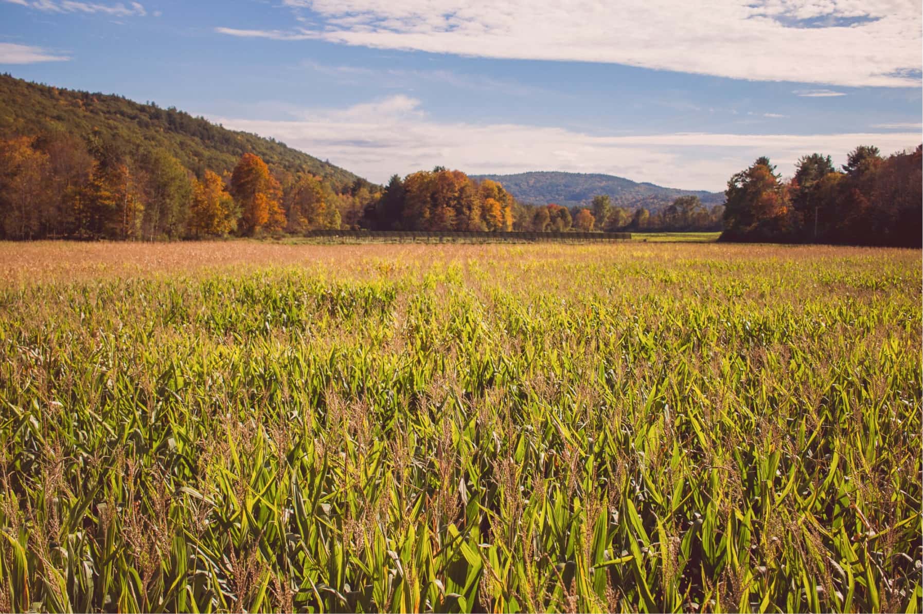 Nourishing Africa: A continent self-sufficient in food.